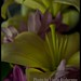 Linda Mcintyre Photo 6