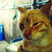 Bobby Short Photo 24
