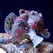 Robin Fish Photo 22