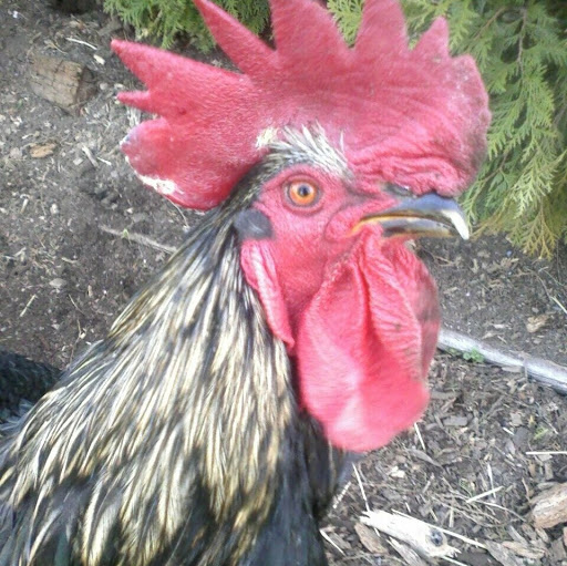 Susan Spencer Photo 22