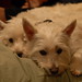 Cindy Wiley Photo 23