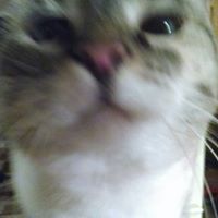 Brenda Vowell Photo 4