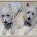 Debbie Little Photo 13