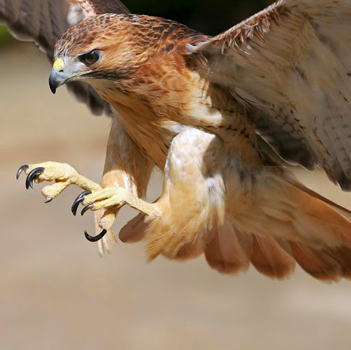 Victor Falcon Photo 30