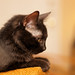 Stephen Froehlich Photo 10