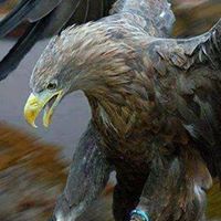 Joe Welsh Photo 31 Joe Welsh Photo 31