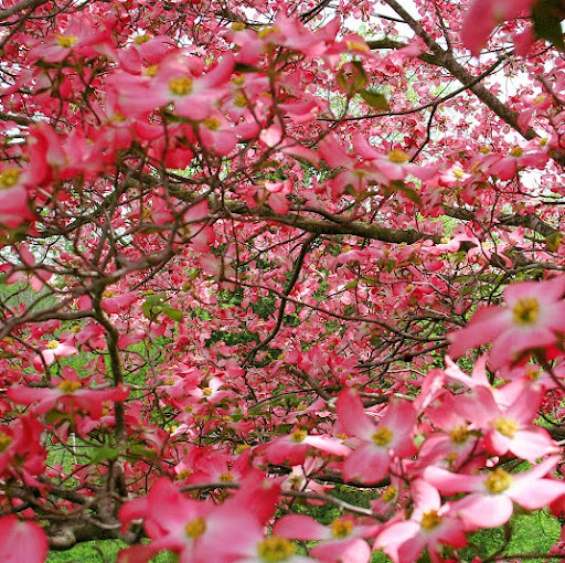 Nancy Pruitt Photo 4 Nancy Pruitt Photo 4