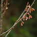 Cherry Watson Photo 12