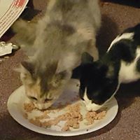 Ann Schafer Photo 14