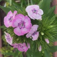 Ruth Nguyen Photo 19