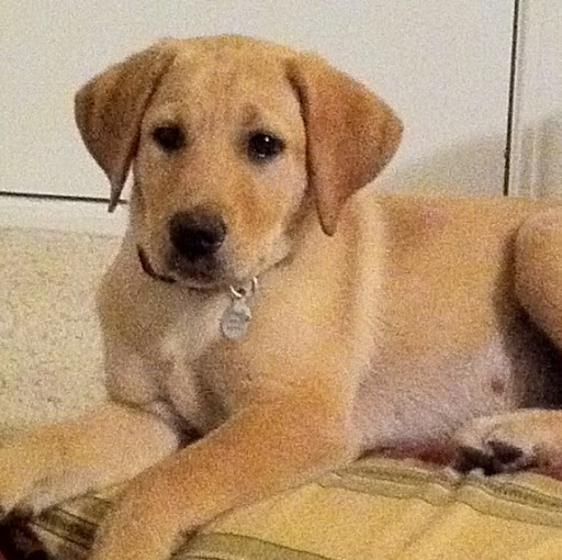 Brandon Marsh Photo 11