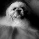 Charlie Calvert Photo 10 Charlie Calvert Photo 10