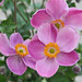 Susan Anemone Photo 10