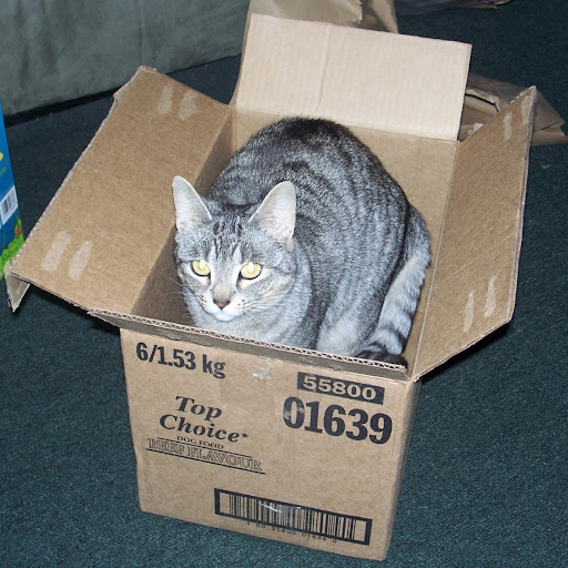 Stevie Carter Photo 9