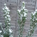 Rosemary Winters Photo 21