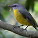 Robin Most Photo 8