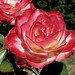 James Kelleher Photo 37