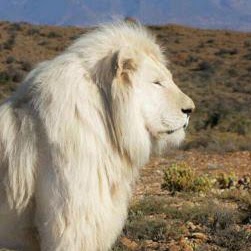 Michelle Chung Photo 40