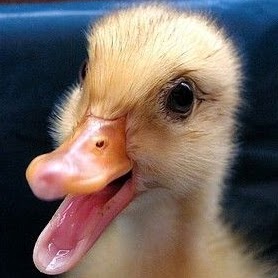 Sandra Stegall Photo 5