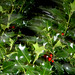 Holly Sharp Photo 15