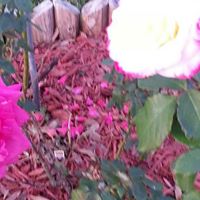 Debra Harper Photo 35