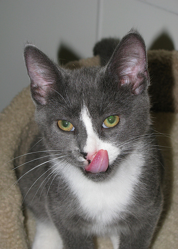 Kevin Kenyon Photo 19