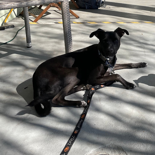 Sarah Koller Photo 9