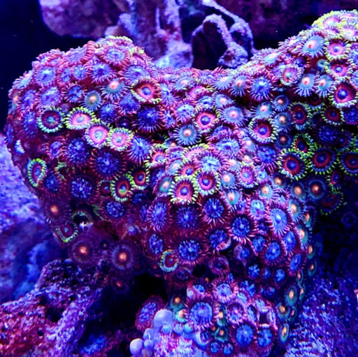 Matthew O'Brien Photo 27