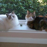 Susie Geraci Photo 4