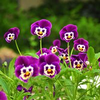 Robyn Mcmillan Photo 15