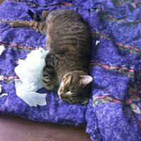 Nicholas Bennett Photo 29