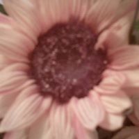 Patricia Frank Photo 25