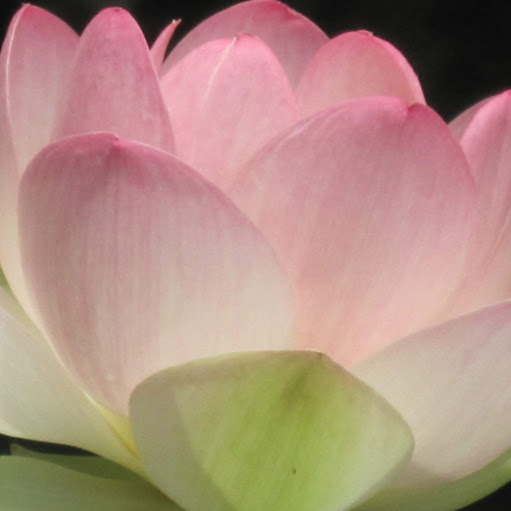 Nancy Meredith Photo 26