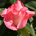 Rose Ross Photo 35