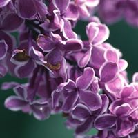 Julie Landon Photo 8