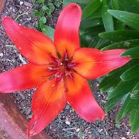 Theresa Fryer Photo 9