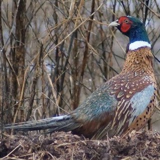 Shawn Chapman Photo 44