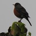 Robin Chestnut Photo 10