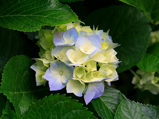 Nancy Green Photo 32
