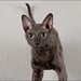 Robert Gilson Photo 29
