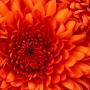 Dianne Hutchins Photo 11