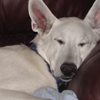 Sharon Mcconnell Photo 28