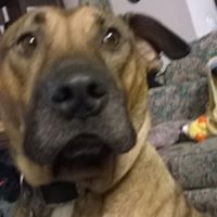 Liza Hopkins Photo 11