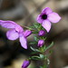 Susan Thies Photo 13