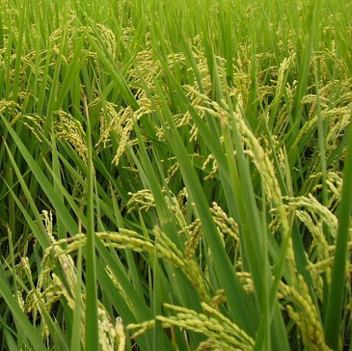 Meiying Li Photo 7
