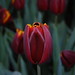 Daniel Staub Photo 8