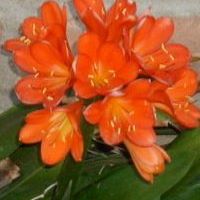 Sue Redding Photo 15