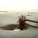 Sue Springer Photo 13
