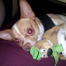 Julie Sandoval Photo 25