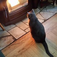 Susan Holcomb Photo 18